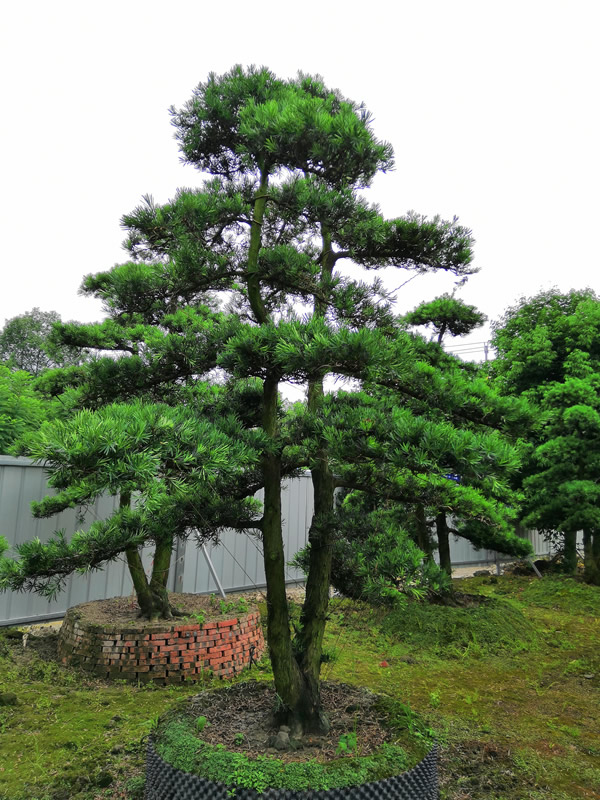 罗汉松的优点和缺点分别有哪些？