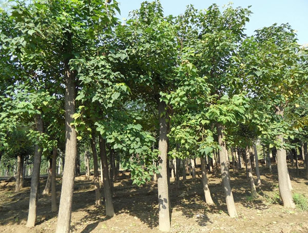 楸树价格-图片-形态特性-生长环境-分布范围-主要价值以及植物文化