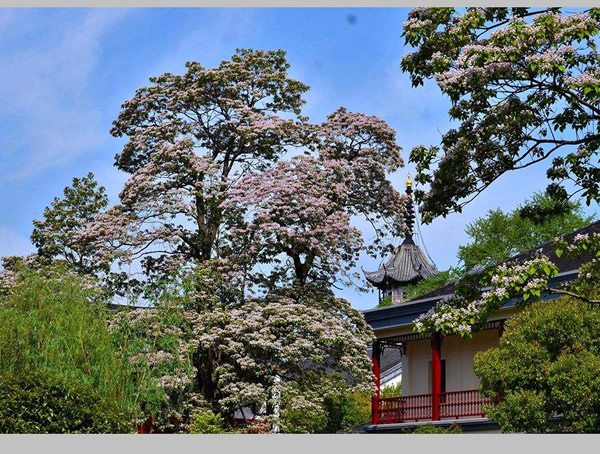 楸树价格，楸树价格表，楸树价格表最新报价2019