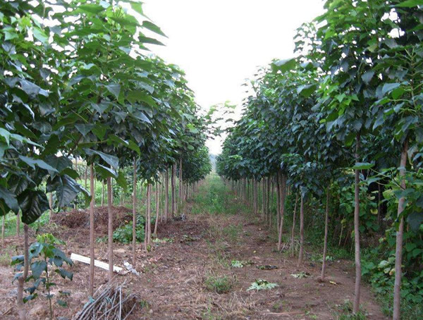 楸树的种植市场以及前景分析