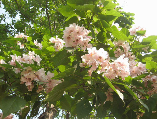 楸树的功效与作用，楸树的价值有哪些？