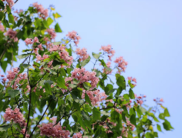 楸树花治什么病？