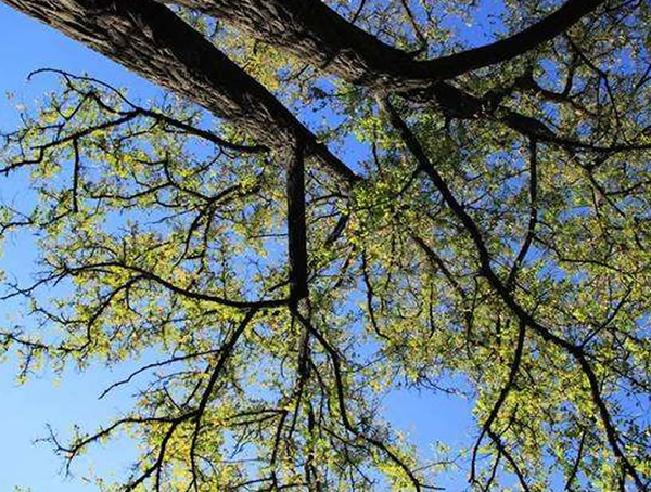 黄金楸，金丝楸与楸树的区别有哪些？