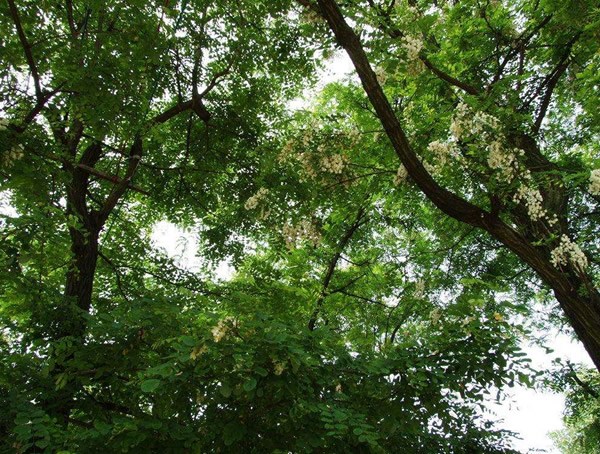 槐树价格-图片-形态特征-主要价值以及植物文化