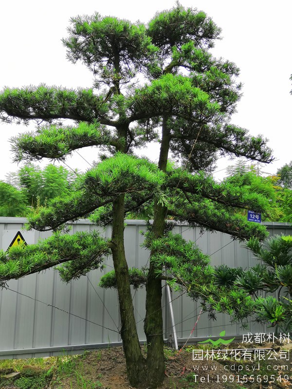 罗汉松贵不贵？罗汉松为啥如此昂贵？