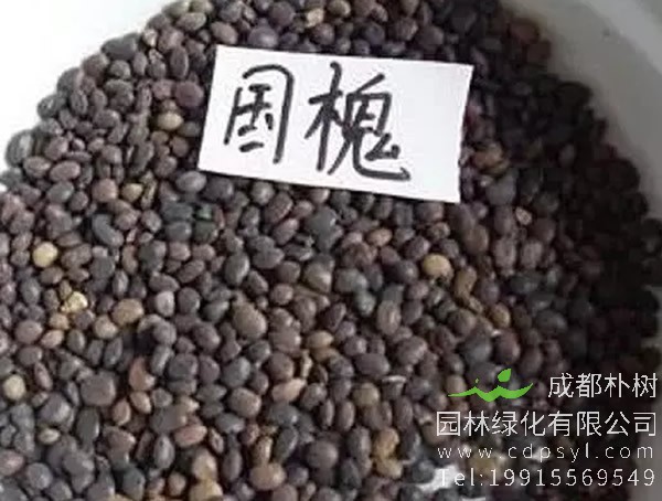 槐树籽的功效与作用有哪些？