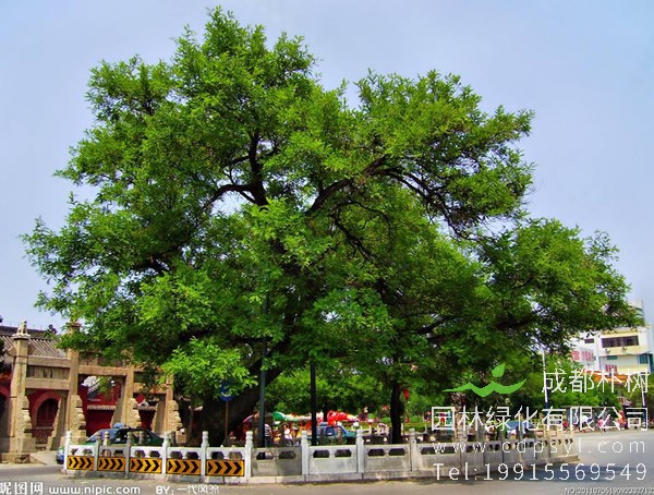 槐树价格，槐树苗价格，槐树价格贵吗