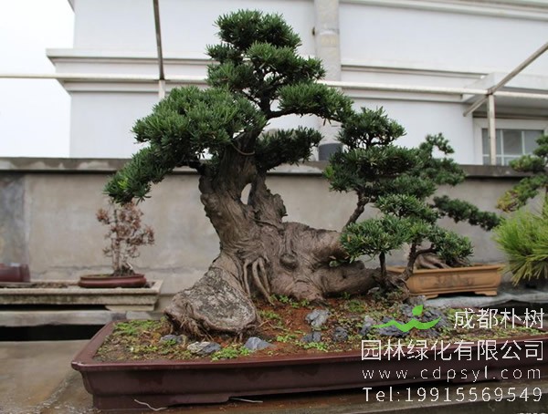 如何养好雀舌罗汉松盆景？