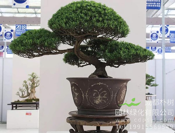 如何养好雀舌罗汉松盆景？