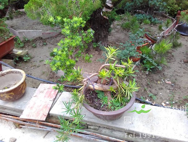 如何养好雀舌罗汉松盆景？