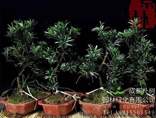 如何养好雀舌罗汉松盆景？