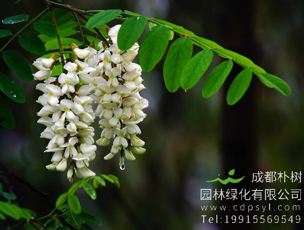 槐树是什么时候开花？