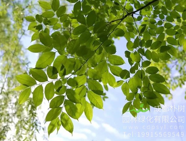 植物文化：槐树镇宅还是招鬼？