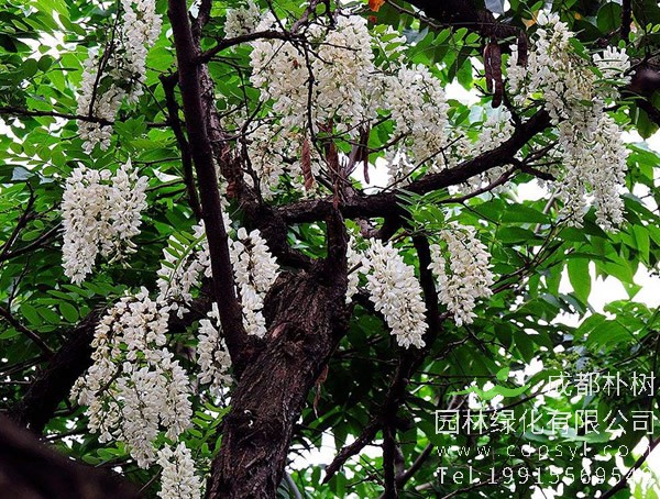 槐树图片大全，槐树叶图片欣赏