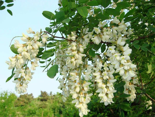 槐树的栽培技术以及病虫防治介绍