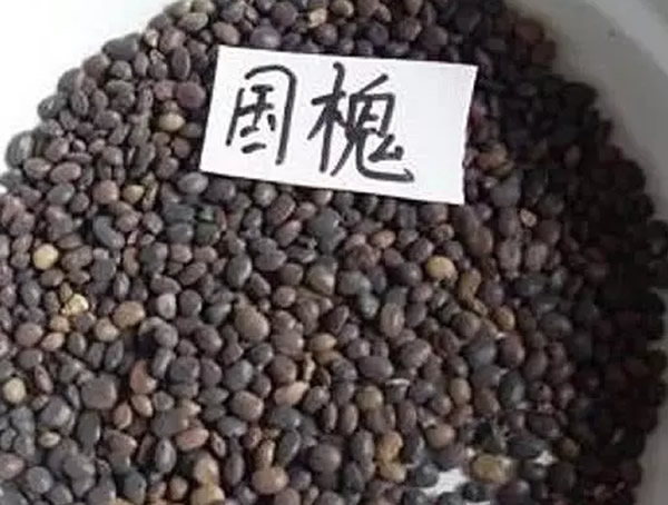 槐树籽的功效与作用有哪些？