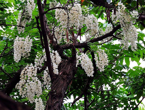 槐树的功效与作用有哪些？槐树有哪些价值？