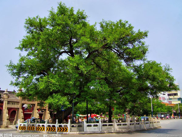 槐树价格，槐树苗价格，槐树价格贵吗