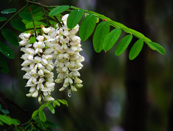 槐树是什么时候开花？