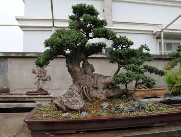 如何养好雀舌罗汉松盆景？