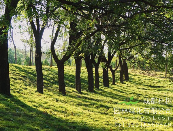 槐树图片大全，槐树叶图片欣赏