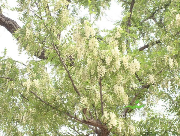 槐树图片大全，槐树叶图片欣赏