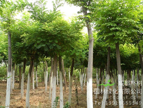 槐树图片大全，槐树叶图片欣赏