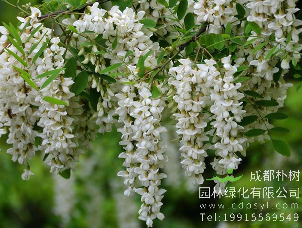 槐树的栽培技术以及病虫防治介绍