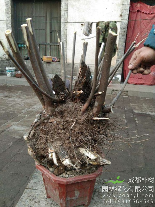 黄栌盆景的养护和管理，种植黄栌盆景有哪些注意事项？