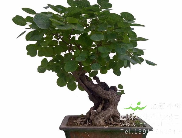 黄栌盆景的养护和管理，种植黄栌盆景有哪些注意事项？