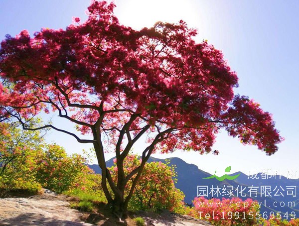 黄栌价格-图片-形态特征-生长习性-主要价值以及变种分类