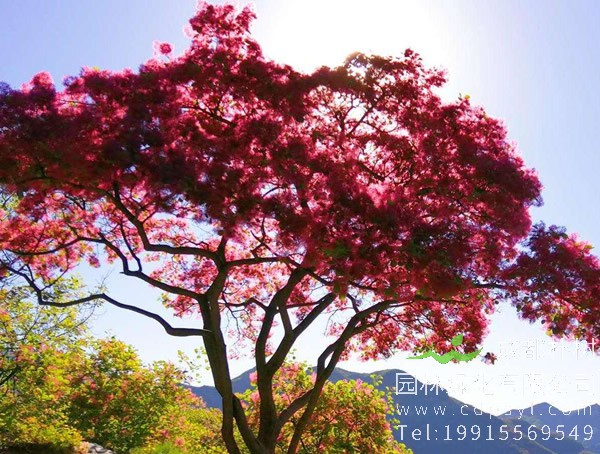 黄栌价格-图片-形态特征-生长习性-主要价值以及变种分类