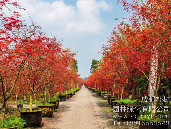 黄栌图片，野生黄栌图片欣赏，黄栌图片大全