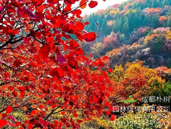 黄栌图片，野生黄栌图片欣赏，黄栌图片大全