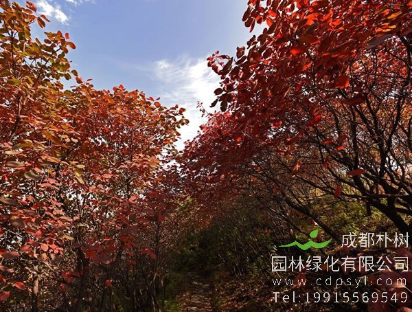 黄栌图片，野生黄栌图片欣赏，黄栌图片大全