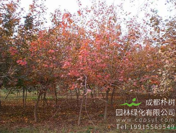 黄栌图片，野生黄栌图片欣赏，黄栌图片大全