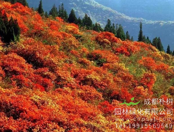 黄栌的功效与作用有哪些？黄栌的价值是什么？