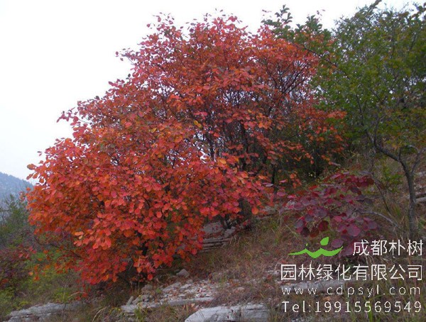 黄栌的繁殖方法、盆景制作、管理养护以及病虫防治介绍