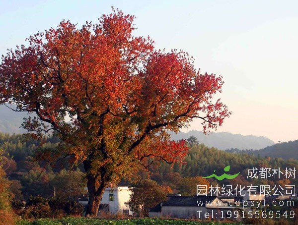 乌桕价格-图片-形态特征-生长环境-分布范围-植物文化以及主要价值