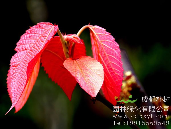 黄栌的繁殖方法、盆景制作、管理养护以及病虫防治介绍