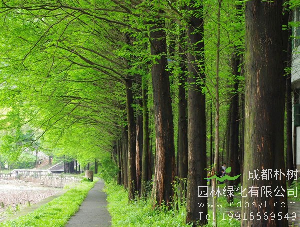 杉树价格-图片-形态特征-地理分布-品种分类以及经济价值