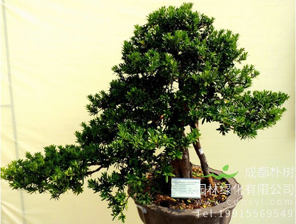 珍珠罗汉松适合什么地方种植？在园林绿化中有什么作用？