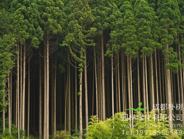杉树价格-图片-形态特征-地理分布-品种分类以及经济价值