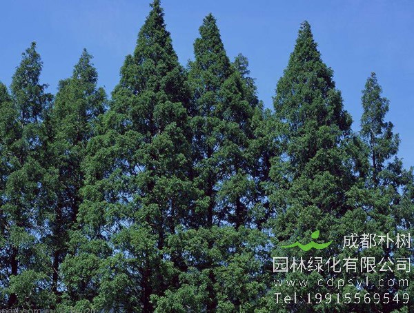 杉树价格-图片-形态特征-地理分布-品种分类以及经济价值