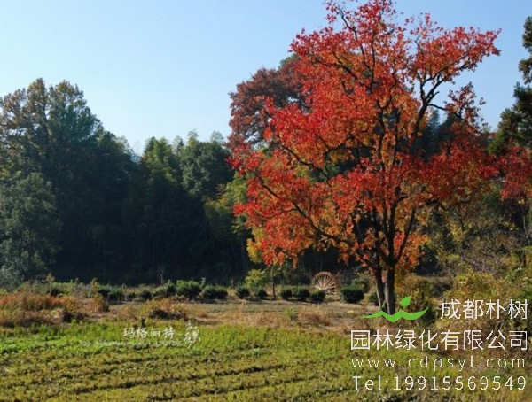 乌桕价格-图片-形态特征-生长环境-分布范围-植物文化以及主要价值