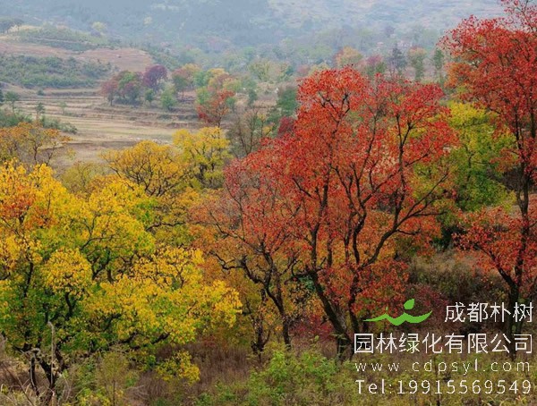 乌桕价格-图片-形态特征-生长环境-分布范围-植物文化以及主要价值