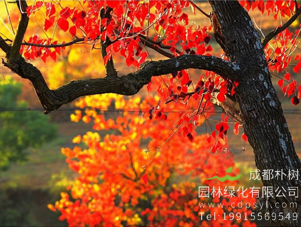 乌桕价格-图片-形态特征-生长环境-分布范围-植物文化以及主要价值