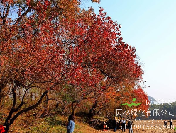 乌桕基地，乌桕分布在中国哪些地方？