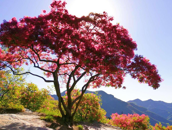 黄栌的繁殖方法、盆景制作、管理养护以及病虫防治介绍