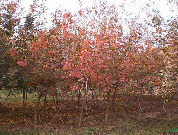 黄栌图片，野生黄栌图片欣赏，黄栌图片大全